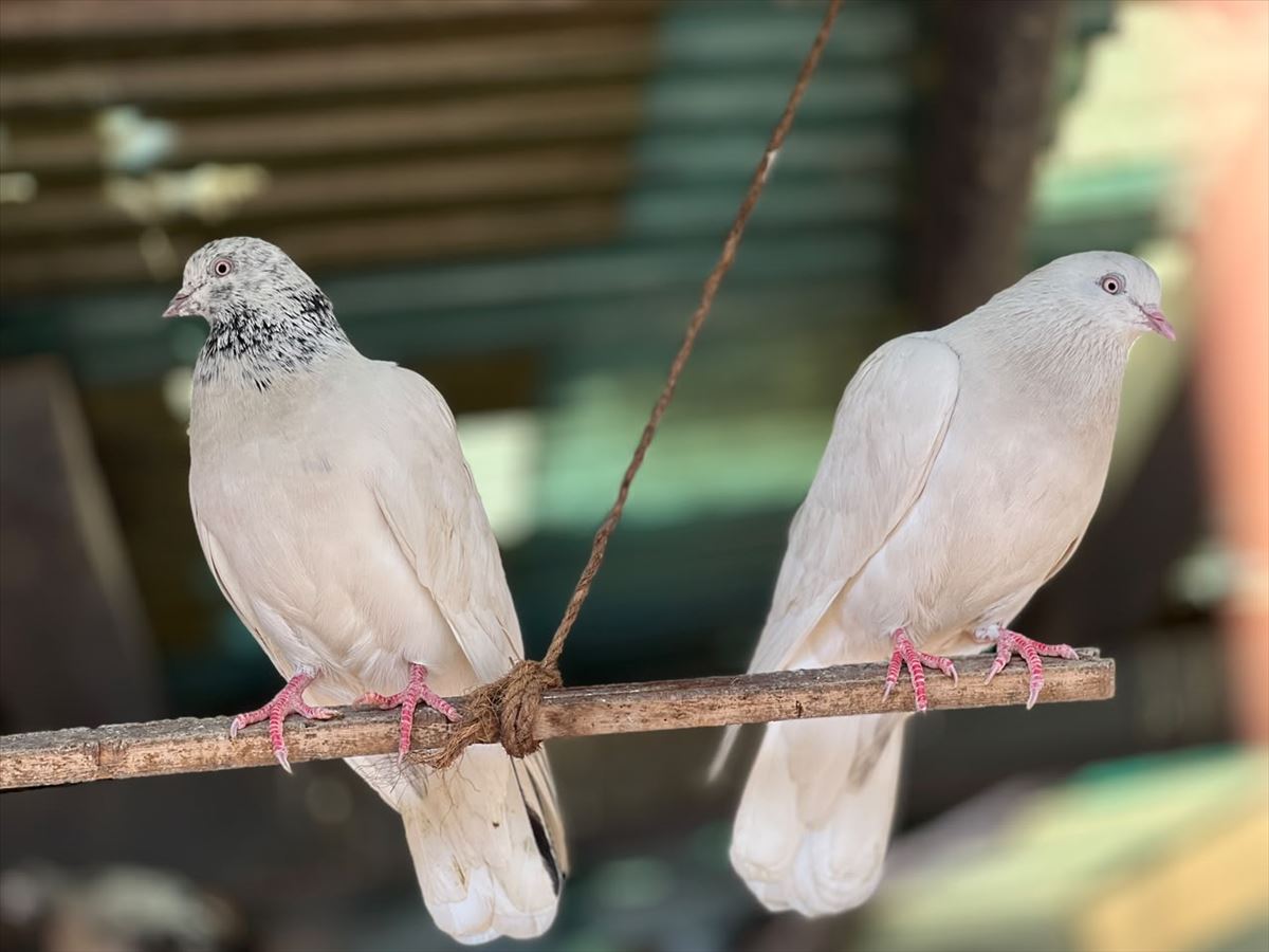 Pigeons at the outdoor domestic zoo of Birla Open Minds International School, HMT Srinagar